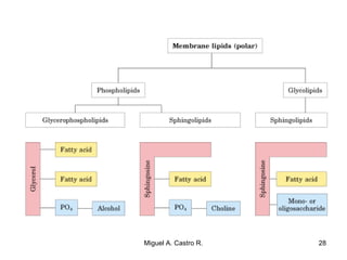 28Miguel A. Castro R.
 