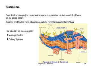 Fosfolípidos.
Son lípidos complejos caracterizados por presentar un ácido ortofosfórico
en su zona polar.
Son las moléculas mas abundantes de la membrana citoplasmática.
Se dividen en dos grupos:
fosfoglicéridos
Esfingolípidos
29Miguel A. Castro R.
 