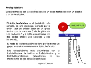 Aminoalcohol
Fosfoglicéridos
Están formados por la esterificación de un ácido fosfatídico con un alcohol
o un aminoalcohol.
El ácido fosfatídico es el fosfolípido más
sencillo, es una molécula formada por la
unión por un enlace éster de un grupo
fosfato con el carbono 3 de la glicerina.
Los carbonos 1 y 2 están esterificados con
dos ácidos grasos uno saturado y otro
insaturado.
Acidograso
insaturado
Acidograsosaturado
Glicerina
P
El resto de los fosfoglicéridos tiene por lo menos un
grupo alcohol o amino unido al ácido fosfatídico.
Los fosfoglicéridos más abundantes son la
fosfatidilserina, la lecitina o fosfatidilcolina y la
fosfatidiletanolamina, (abundantes en las
membranas de las células eucariotas)
30Miguel A. Castro R.
 