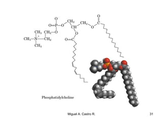 31Miguel A. Castro R.
 