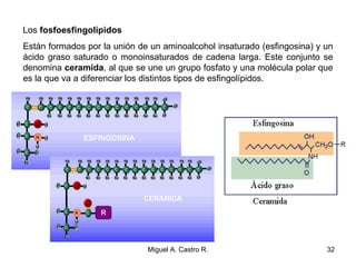 Los fosfoesfíngolípidos
Están formados por la unión de un aminoalcohol insaturado (esfingosina) y un
ácido graso saturado o monoinsaturados de cadena larga. Este conjunto se
denomina ceramida, al que se une un grupo fosfato y una molécula polar que
es la que va a diferenciar los distintos tipos de esfingolípidos.
32Miguel A. Castro R.
 