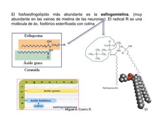 El fosfoesfingolípido más abundante es la esfingomielina, (muy
abundante en las vainas de mielina de las neuronas). El radical R es una
molécula de ác. fosfórico esterificada con colina
33Miguel A. Castro R.
 