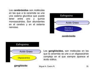 Los cerebrósidos son moléculas
en las que a la ceramida se une
una cadena glucídica que puede
tener entre uno y quince
monosacáridos. Son abundantes
en el cerebro y en el sistema
nervioso.
Los gangliósidos, son moléculas en las
que la ceramida se une a un oligosacárido
complejo en el que siempre aparece el
ácido siálico.
Acido GrasoAcido Graso
Glucosa o
Galactosa
Glucosa o
Galactosa
Acido GrasoAcido Graso
OligosacáridosOligosacáridos
cerebrósido
gangliósido 35Miguel A. Castro R.
 
