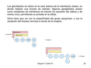 Los glucolípidos se sitúan en la cara externa de la membrana celular, en
donde realizan una función de relación. Algunos gangliósidos actúan
como receptores de membrana de toxinas (la causante del cólera) y de
ciertos virus, permitiendo su entrada en la célula.
Otros tiene que ver con la especificidad del grupo sanguíneo, o con la
recepción del impulso nervioso a través de la sinapsis.
36Miguel A. Castro R.
 