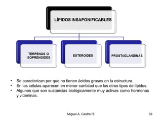 • Se caracterizan por que no tienen ácidos grasos en la estructura.
• En las células aparecen en menor cantidad que los otros tipos de lípidos.
• Algunos que son sustancias biológicamente muy activas como hormonas
y vitaminas.
39Miguel A. Castro R.
 