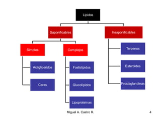4Miguel A. Castro R.
 