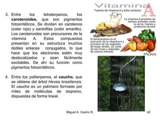 3. Entre los tetraterpenos, los
carotenoides, que son pigmentos
fotosintéticos. Se dividen en carotenos
(color rojo) y xantofilas (color amarillo).
Los carotenoides son precursores de la
vitamina A. Estos compuestos
presentan en su estructura muchos
dobles enlaces conjugados, lo que
hace que los electrones estén muy
deslocalizados y sean fácilmente
excitables. De ahí su función como
pigmentos fotosintéticos.
4. Entre los politerpenos, el caucho, que
se obtiene del árbol Hevea brasiliensis.
El caucho es un polímero formado por
miles de moléculas de isopreno,
dispuestas de forma lineal.
42Miguel A. Castro R.
 