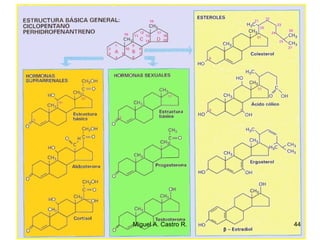44Miguel A. Castro R.
 