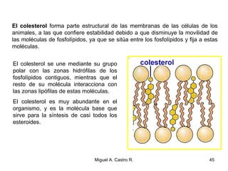El colesterol forma parte estructural de las membranas de las células de los
animales, a las que confiere estabilidad debido a que disminuye la movilidad de
las moléculas de fosfolípidos, ya que se sitúa entre los fosfolípidos y fija a estas
moléculas.
El colesterol se une mediante su grupo
polar con las zonas hidrófilas de los
fosfolípidos contiguos, mientras que el
resto de su molécula interacciona con
las zonas lipófilas de estas moléculas.
El colesterol es muy abundante en el
organismo, y es la molécula base que
sirve para la síntesis de casi todos los
esteroides.
45Miguel A. Castro R.
 