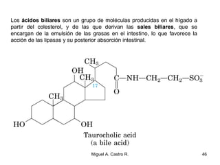 Los ácidos biliares son un grupo de moléculas producidas en el hígado a
partir del colesterol, y de las que derivan las sales biliares, que se
encargan de la emulsión de las grasas en el intestino, lo que favorece la
acción de las lipasas y su posterior absorción intestinal.
46Miguel A. Castro R.
 