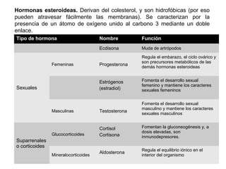 Hormonas esteroideas. Derivan del colesterol, y son hidrofóbicas (por eso
pueden atravesar fácilmente las membranas). Se caracterizan por la
presencia de un átomo de oxígeno unido al carbono 3 mediante un doble
enlace.
48Miguel A. Castro R.
Tipo de hormona Nombre Función
Ecdisona Muda de artrópodos
Sexuales
Femeninas Progesterona
Regula el embarazo, el ciclo ovárico y
son precursores metabólicos de las
demás hormonas esteroideas
Estrógenos
(estradiol)
Fomenta el desarrollo sexual
femenino y mantiene los caracteres
sexuales femeninos
Masculinas Testosterona
Fomenta el desarrollo sexual
masculino y mantiene los caracteres
sexuales masculinos
Suparrenales
o corticoides
Glucocorticoides
Cortisol
Cortisona
Fomentan la gluconeogénesis y, a
dosis elevadas, son
inmunodepresores.
Mineralocorticoides
Aldosterona
Regula el equilibrio iónico en el
interior del organismo
 