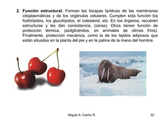 2. Función estructural. Forman las bicapas lipídicas de las membranas
citoplasmáticas y de los orgánulos celulares. Cumplen esta función los
fosfolípidos, los glucolípidos, el colesterol, etc. En los órganos, recubren
estructuras y les dan consistencia, (ceras). Otros tienen función de
protección térmica, (acilglicéridos, en animales de climas fríos).
Finalmente, protección mecánica, como la de los tejidos adiposos que
están situados en la planta del pie y en la palma de la mano del hombre.
52Miguel A. Castro R.
 