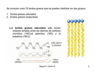 Se conocen unos 70 ácidos grasos que se pueden clasificar en dos grupos:
1. Ácidos grasos saturados
2. Ácidos grasos insaturados
Los ácidos grasos saturados sólo tienen
enlaces simples entre los átomos de carbono
(mirístico (14C);el palmítico (16C) y el
esteárico (18C)) .
6Miguel A. Castro R.
 
