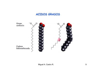 9Miguel A. Castro R.
 