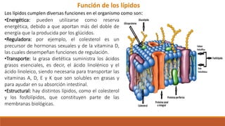 •Energética: pueden utilizarse como reserva
energética, debido a que aportan más del doble de
energía que la producida por los glúcidos.
•Reguladora: por ejemplo, el colesterol es un
precursor de hormonas sexuales y de la vitamina D,
las cuales desempeñan funciones de regulación.
•Transporte: la grasa dietética suministra los ácidos
grasos esenciales, es decir, el ácido linolénico y el
ácido linoleico, siendo necesaria para transportar las
vitaminas A, D, E y K que son solubles en grasas y
para ayudar en su absorción intestinal.
•Estructural: hay distintos lípidos, como el colesterol
y los fosfolípidos, que constituyen parte de las
membranas biológicas.
Función de los lípidos
Los lípidos cumplen diversas funciones en el organismo como son:
 