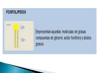 Lipidos- Cecibel Alvarez