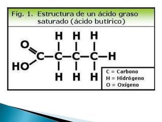 Lipidos- Cecibel Alvarez
