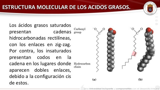 las cadenas hidrocarbonadas lipidos las cadenas hidrocarbonadas lipidos