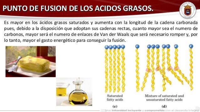 LIPIDOS