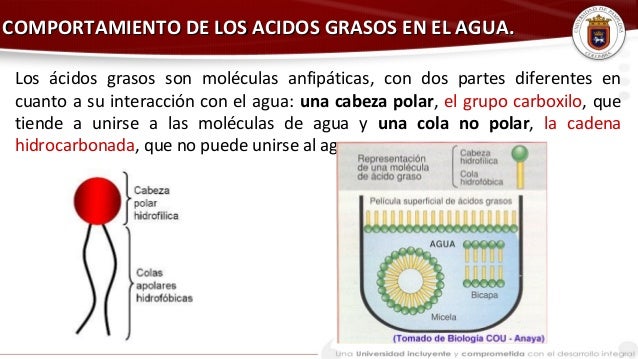 LIPIDOS