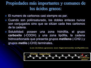 Propiedades más importantes y comunes de
los ácidos grasos:
 El numero de carbonos casi siempre es par.
 Cuando son poliinsaturado, los dobles enlaces nunca
son conjugados sino que se sitúan cada tres carbonos
de la cadena.
 Solubilidad: poseen una zona hidrófila, el grupo
carboxilo (-COOH) y una zona lipófila, la cadena
hidrocarbonada que presenta grupos metileno (-CH2-) y
grupos metilo (-CH3) terminales.
 