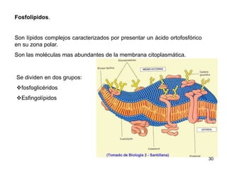 Fosfolípidos.
Son lípidos complejos caracterizados por presentar un ácido ortofosfórico
en su zona polar.
Son las moléculas mas abundantes de la membrana citoplasmática.
Se dividen en dos grupos:
fosfoglicéridos
Esfingolípidos
30
 