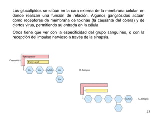 Los glucolípidos se sitúan en la cara externa de la membrana celular, en
donde realizan una función de relación. Algunos gangliósidos actúan
como receptores de membrana de toxinas (la causante del cólera) y de
ciertos virus, permitiendo su entrada en la célula.
Otros tiene que ver con la especificidad del grupo sanguíneo, o con la
recepción del impulso nervioso a través de la sinapsis.
37
 