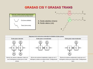GRASAS CIS Y GRASAS TRANSA: Ácido elaídico (trans)B: Ácido oleico (cis)