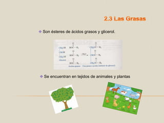 2.3 Las GrasasSon ésteres de ácidos grasos y glicerol.Se encuentran en tejidos de animales y plantas