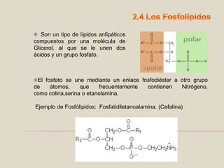 2.4 Los Fosfolípidos  Son un tipo de lípidos anfipáticos compuestos por una molécula de Glicerol, al que se le unen dos ácidos y un grupo fosfato.El fosfato se une mediante un enlace fosfodiéster a otro grupo de átomos, que frecuentemente contienen Nitrógeno, como colina,serina o etanolamina. Ejemplo de Fosfólipidos:  Fosfatidiletanoalamina. (Cefalina)