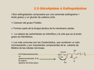 2.5 Glicolípidos ó EsfingolípidosSon esfingolípidos compuestos por una ceramida (esfingosina + ácido graso) y un glucido de cadena corta.  Carecen del grupo Fosfato. Forman parte de la bicapa lipídica de la membrana celular.  La cabeza de carbohidrato es hidrofílica y la cola que es el ácido graso es hidrofóbica. Los más comunes son los Cerebrósidos, que contienen un solo monosacárido y son importantes componentes de la  cubierta de Mielina de las células nerviosas. β-D-Galactosilceramida, un galactocerebrósido; R es la cadena alquílica del ácido graso.