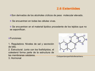 2.6 EsteróidesSon derivados de los alcoholes cíclicos de peso  molecular elevado. Se encuentran en todas las células vivas.  Se encuentran en el material lipidico procedente de los tejidos que no se saponifican.Funciones:1. Reguladora: Niveles de sal y secreción de bilis.2. Estructural: Junto con los fosfolípidos, el colesterol forma parte de la estructura de las membranas celulares.3. HormonalCiclopentanoperhidrofenantreno