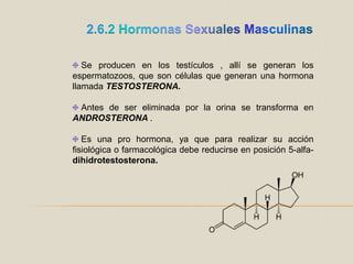 2.6.2 Hormonas Sexuales Masculinas Se producen en los testículos , allí se generan los espermatozoos, que son células que generan una hormona llamada TESTOSTERONA.Antes de ser eliminada por la orina se transforma en ANDROSTERONA .Es una pro hormona, ya que para realizar su acción fisiológica o farmacológica debe reducirse en posición 5-alfa-dihidrotestosterona.