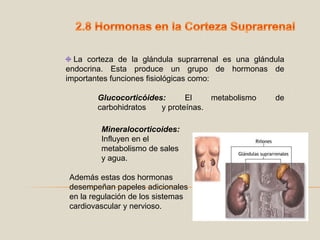 2.8 Hormonas en la Corteza Suprarrenal  La corteza de la glándula suprarrenal es una glándula endocrina. Esta produce un grupo de hormonas de importantes funciones fisiológicas como:Glucocorticóides: El metabolismo de 	carbohidratos 	y proteínas.Mineralocorticoides: 	Influyen en el 	metabolismo de sales 	y agua.Además estas dos hormonas desempeñan papeles adicionales en la regulación de los sistemas cardiovascular y nervioso.  