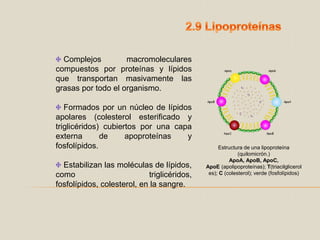 2.9 Lipoproteínas Complejos macromoleculares compuestos por proteínas y lípidos que transportan masivamente las grasas por todo el organismo. Formados por un núcleo de lípidos apolares (colesterol esterificado y triglicéridos) cubiertos por una capa externa de apoproteínas y fosfolípidos. Estabilizan las moléculas de lípidos, como triglicéridos, fosfolípidos, colesterol, en la sangre. Estructura de una lipoproteína (quilomicrón.)ApoA, ApoB, ApoC, ApoE (apolipoproteínas); T(triacilgliceroles); C (colesterol); verde (fosfolípidos)