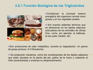 2.9.1 Función Biológica de los TriglicéridosConstituyen la principal reserva energética del organismo animal como grasas y en los vegetales aceites.  Son buenos aislantes térmicos que se almacenan en los tejidos adiposos subcutáneo de los animales de climas fríos, como, por ejemplo, la ballenas, el oso polar, barderi, etc.Son productores de calor metabólico, durante su degradación. Un gramo de grasa produce, 9,4 Kilocalorías.  Da protección mecánica, como los constituyentes de los tejidos adiposos que están situados en la planta del pie, palma de la mano y rodeando el riñón (acolchándolo y evitando su desprendimiento)