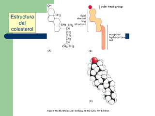 Estructura del colesterol