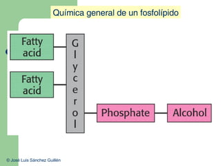 Química general de un fosfolípido © José Luis Sánchez Guillén