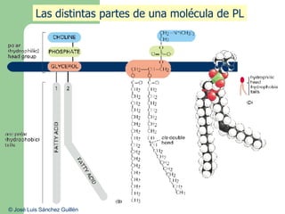 Las distintas partes de una molécula de PL © José Luis Sánchez Guillén
