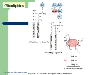 Glicolípidos © José Luis Sánchez Guillén