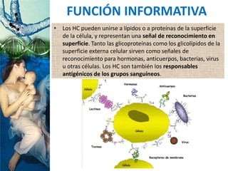 • Los HC pueden unirse a lípidos o a proteínas de la superficie
de la célula, y representan una señal de reconocimiento en
superficie. Tanto las glicoproteínas como los glicolípidos de la
superficie externa celular sirven como señales de
reconocimiento para hormonas, anticuerpos, bacterias, virus
u otras células. Los HC son también los responsables
antigénicos de los grupos sanguíneos.
FUNCIÓN INFORMATIVA
 