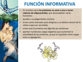 • En muchos casos las proteínas se unen a una o varias
cadenas de oligosacáridos, que desempeñan varias
funciones:
• ayudan a su plegamiento correcto
• sirven como marcador para dirigirlas a su destino dentro de la
célula o para ser secretada
• evitan que la proteína sea digerida por proteasas
• aportan numerosas cargas negativas que aumentan la
solubilidad de las proteínas, ya que la repulsión entre cargas
evita su agregación.
FUNCIÓN INFORMATIVA
 