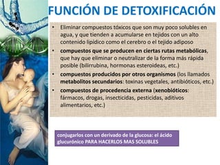 • Eliminar compuestos tóxicos que son muy poco solubles en
agua, y que tienden a acumularse en tejidos con un alto
contenido lipídico como el cerebro o el tejido adiposo
• compuestos que se producen en ciertas rutas metabólicas,
que hay que eliminar o neutralizar de la forma más rápida
posible (bilirrubina, hormonas esteroideas, etc.)
• compuestos producidos por otros organismos (los llamados
metabolitos secundarios: toxinas vegetales, antibióticos, etc.)
• compuestos de procedencia externa (xenobióticos:
fármacos, drogas, insecticidas, pesticidas, aditivos
alimentarios, etc.)
FUNCIÓN DE DETOXIFICACIÓN
conjugarlos con un derivado de la glucosa: el ácido
glucurónico PARA HACERLOS MAS SOLUBLES
 