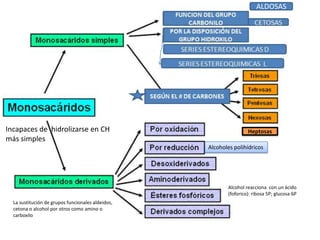 ALDOSAS
Incapaces de hidrolizarse en CH
más simples
Heptosas
Alcoholes polihídricos
La sustitución de grupos funcionales aldeidos,
cetona o alcohol por otros como amino o
carboxilo
Alcohol reacciona con un ácido
(foforico): ribosa 5P; glucosa 6P
 