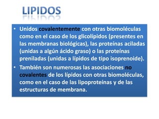 • Unidos covalentemente con otras biomoléculas
como en el caso de los glicolípidos (presentes en
las membranas biológicas), las proteínas aciladas
(unidas a algún ácido graso) o las proteínas
preniladas (unidas a lípidos de tipo isoprenoide).
• También son numerosas las asociaciones no
covalentes de los lípidos con otras biomoléculas,
como en el caso de las lipoproteínas y de las
estructuras de membrana.
 