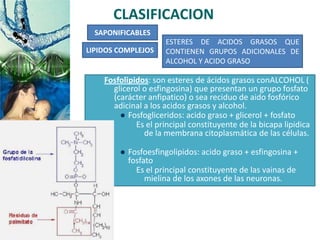 CLASIFICACION
SAPONIFICABLES
Fosfolipidos: son esteres de ácidos grasos conALCOHOL (
glicerol o esfingosina) que presentan un grupo fosfato
(carácter anfipatico) o sea reciduo de aido fosfórico
adicinal a los acidos grasos y alcohol.
 Fosfogliceridos: acido graso + glicerol + fosfato
Es el principal constituyente de la bicapa lipidica
de la membrana citoplasmática de las células.
 Fosfoesfingolipidos: acido graso + esfingosina +
fosfato
Es el principal constituyente de las vainas de
mielina de los axones de las neuronas.
LIPIDOS COMPLEJOS
ESTERES DE ACIDOS GRASOS QUE
CONTIENEN GRUPOS ADICIONALES DE
ALCOHOL Y ACIDO GRASO
 