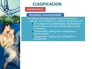 CLASIFICACION
SAPONIFICABLES
Son esteres de ácidos grasos y que presentan un
glucido o son lípidos con a. graso, esfingosina y CH
 Se localizan en las membranas citoplasmática
de las células nerviosas, donde actúan como
receptores.
 Cerebrosidos: acido graso + esfingosina +
monosacárido
 Gangliosidos: acido graso + esfingosina +
polisacárido
Glucolipidos o glucoesfingolipidos
 