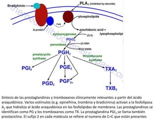 Síntesis de las prostaglandinas y tromboxanos clínicamente relevantes a partir del ácido
araquidónico. Varios estímulos (e.g. epinefrina, trombina y bradicinina) activan a la fosfolipasa
A2 que hidroliza al ácido araquidónico en los fosfolípidos de membrana. Las prostaglandinas se
identifican como PG y los tromboxanos como TX. La prostaglandina PGI2 se llama también
prostaciclina. El sufijo 2 en cada molécula se refiere al numero de C=C que están presentes
 
