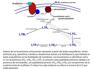 Síntesis de las leucotrienos clínicamente relevantes a partir del ácido araquidónico. Varios
estímulos (e.g. epinefrina, trombina y bradicinina) activan a la fosfolipasa A2 que hidroliza al
ácido araquidónico en los fosfolípidos de membrana. Los leucotrienos se identifican como
LT. Los leucotrienos LTC4, LTD4, LTE4 y LTF4 se conocen como peptidoleucotrienos debido a la
presencia de aminoácidos. Los peptidoleucotrienos LTC4, LTD4 y LTE4 son componentes de la
sustancia lenta de anafilaxis. El sufijo 4 en cada molécula se refiere al numero de C=C que
están presentes.
 