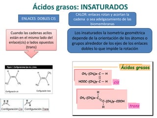 Ácidos grasos: INSATURADOS
ENLACES DOBLES CIS
CALOR: enlaces rotan y acortan la
cadena o sea adelgazamiento de las
biomembranas
Los insaturados la isometria geométrica
depende de la orientación de los átomos o
grupos alrededor de los ejes de los enlaces
dobles lo que impide la rotación
Cuando las cadenas acilos
están en el mismo lado del
enlace(cis) o lados opuestos
(trans)
 